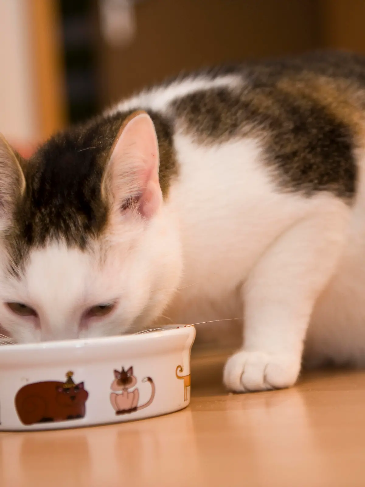 Eine Katze frisst am 13.06.2010 aus ihrem Fressnapf.