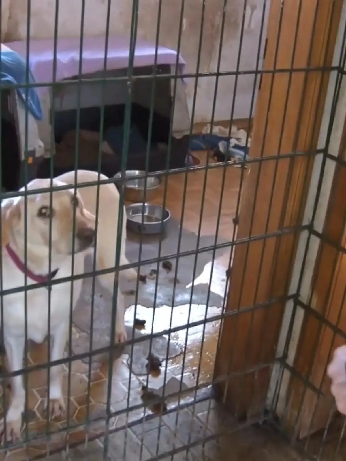 Bild zu: "Tierschützer befreien 68 kranke Hunde"
