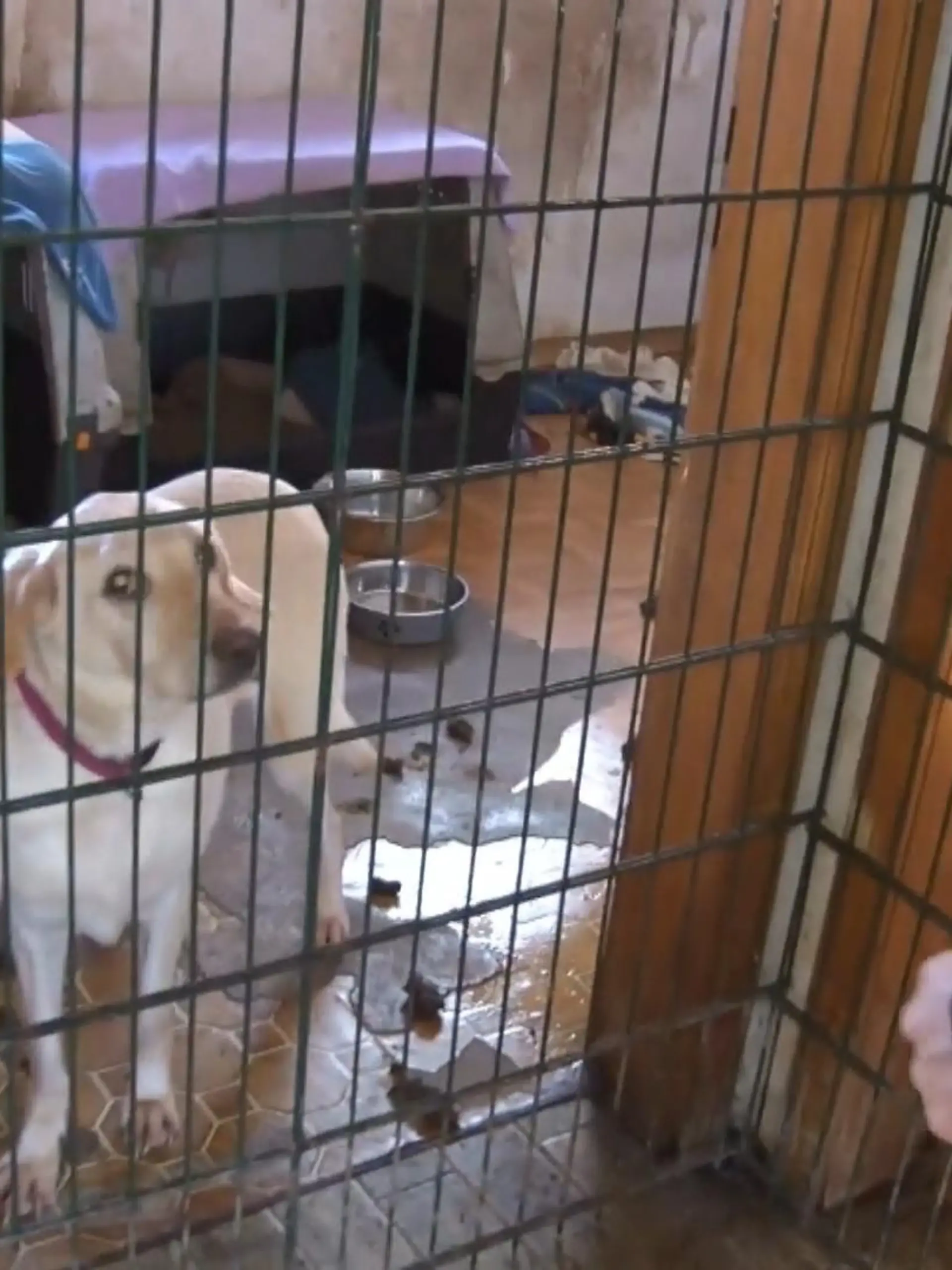Bild zu: "Tierschützer befreien 68 kranke Hunde"