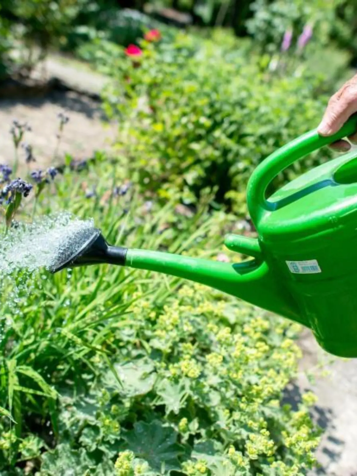 Ein Mann gießt Blumen mit einer Gießkanne