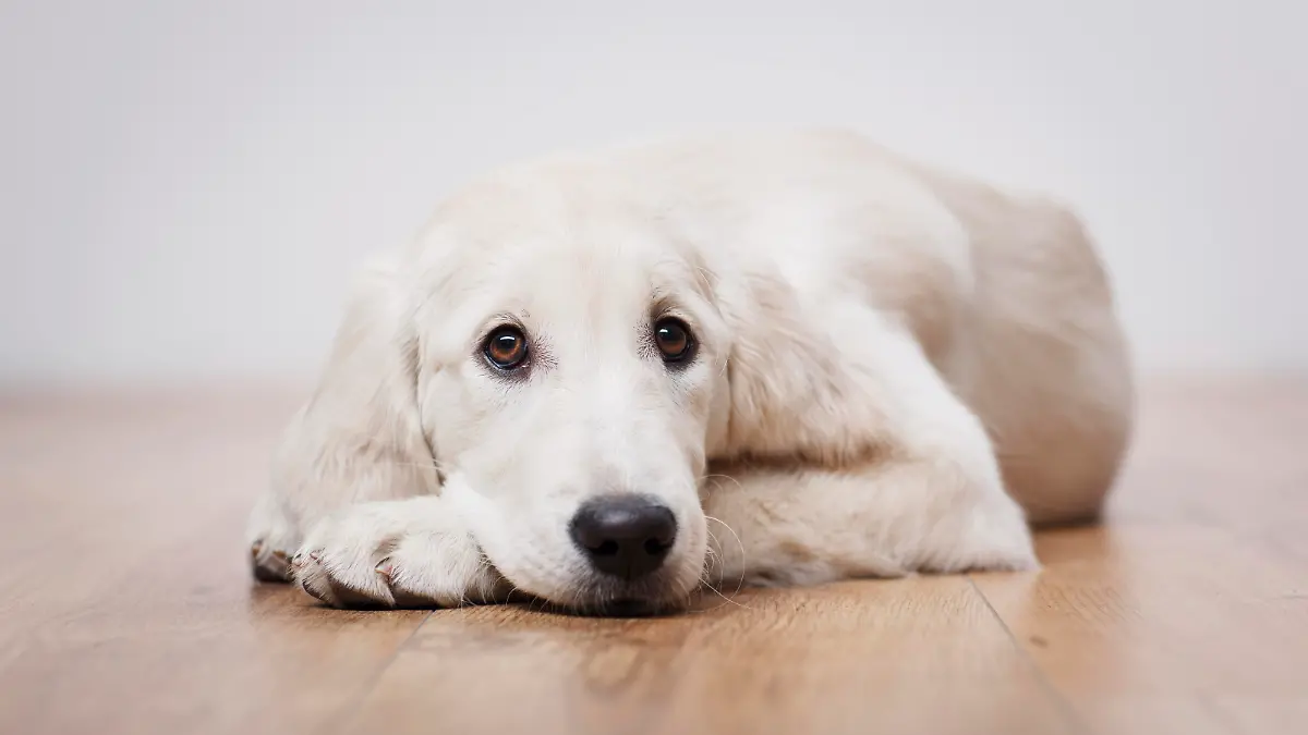 Portrait of labrador retriever puppy sitting on the flour at room