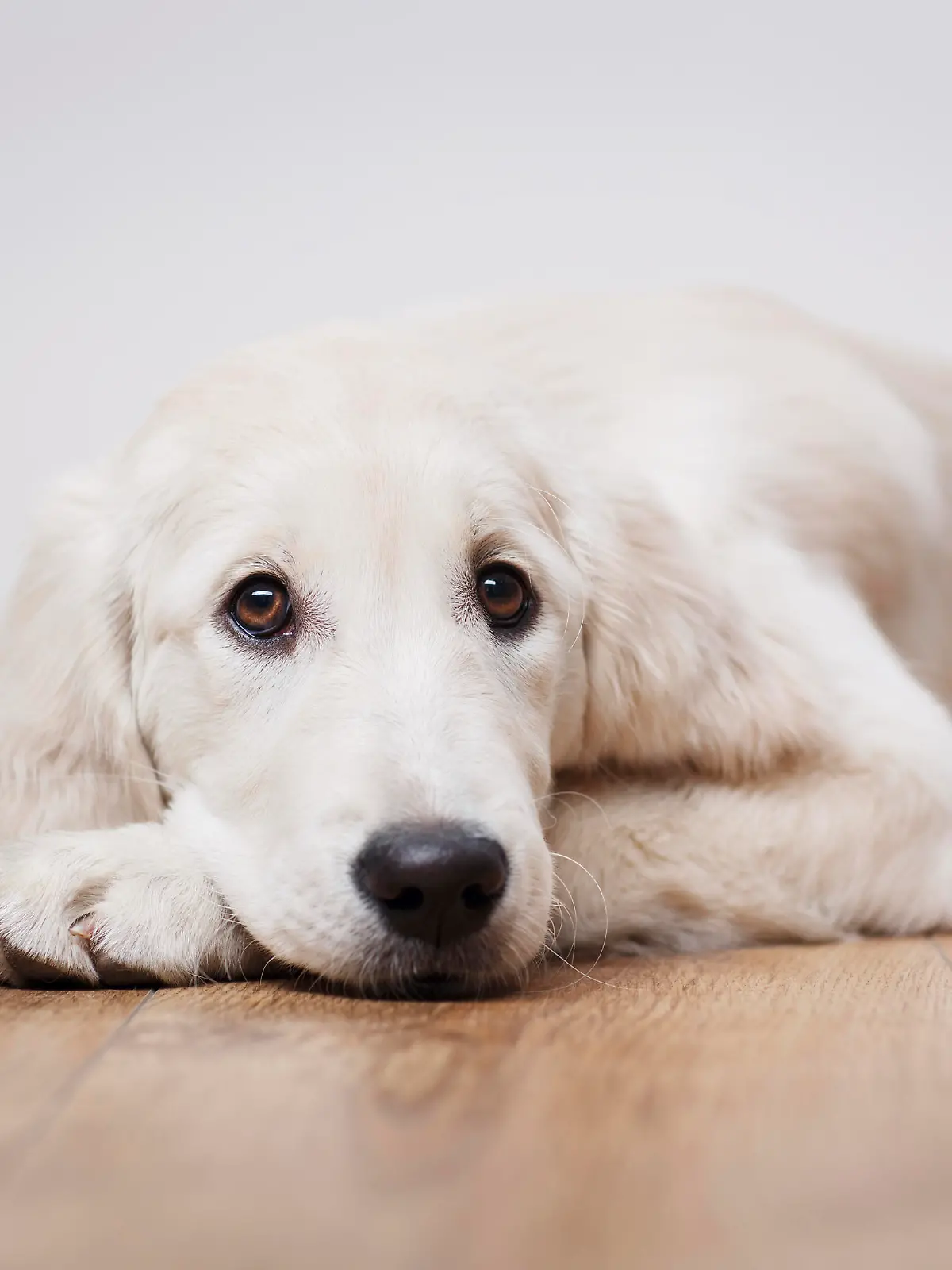 Portrait of labrador retriever puppy sitting on the flour at room