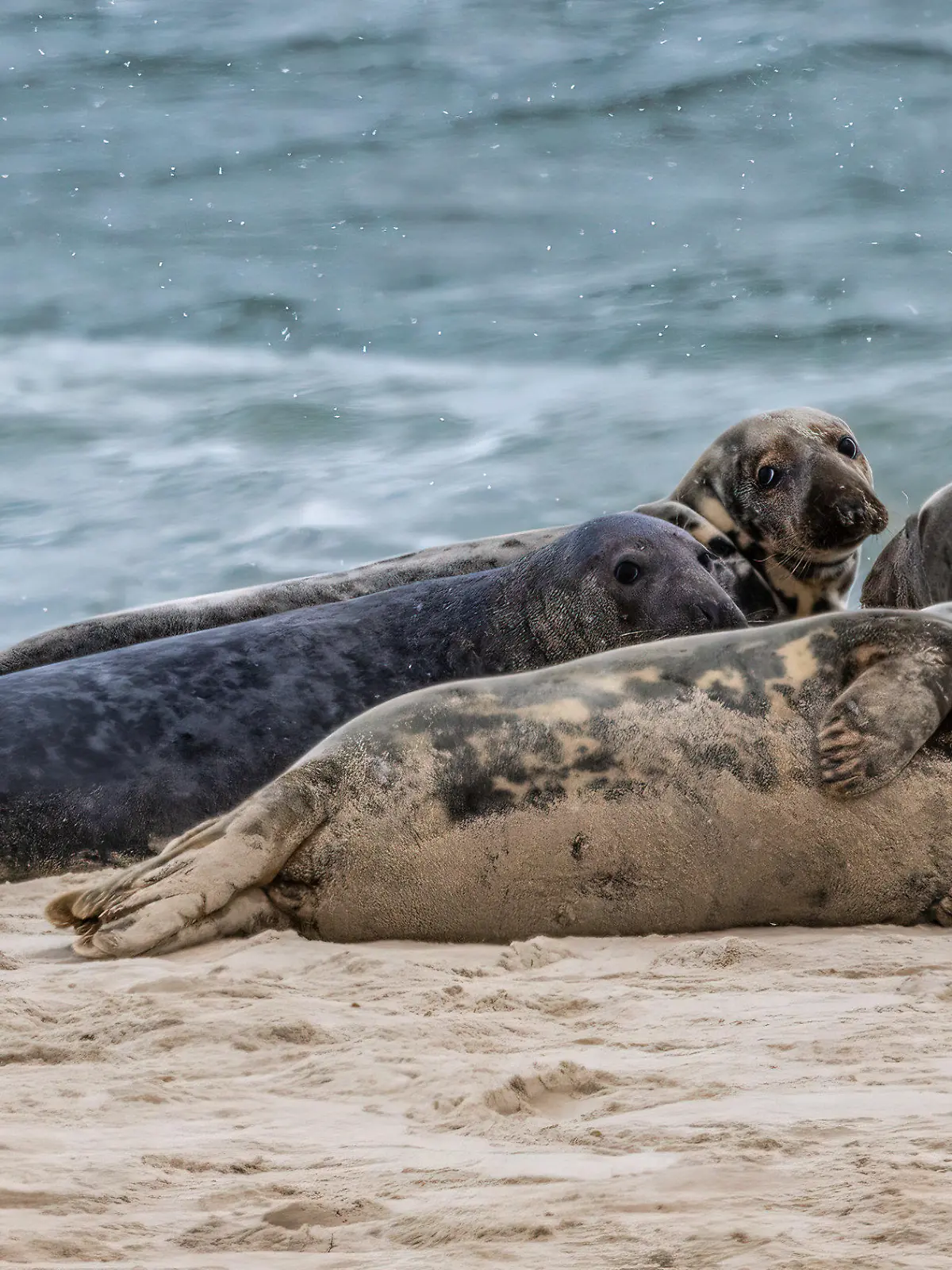 HANDOUT - 15.03.2023, USA, Monomoy Island: Eine Heringsmöwe und Kegelrobben auf Monomoy Island. In den USA hat es ein Massensterben unter Robben im Zuge der aktuell kursierenden Vogelgrippe gegeben. (zu dpa «US-Analyse: Vogelgrippe lässt Hunderte Robben verenden») Foto: Milton Levin/Permit # NMFS 21719-01/Tufts/dpa - ACHTUNG: Nur zur redaktionellen Verwendung im Zusammenhang mit der aktuellen Berichterstattung und nur mit vollständiger Nennung des vorstehenden Credits +++ dpa-Bildfunk +++