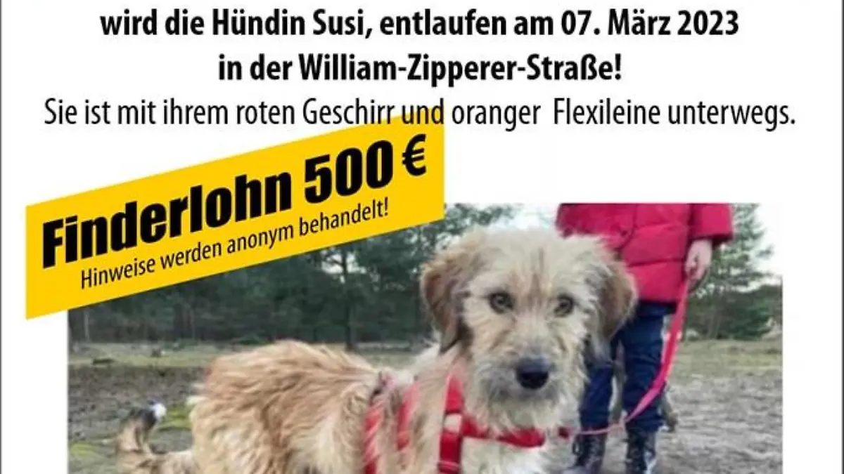 Mit diesem Plakat suchen Frauchen und Herrchen nach ihrer Susi.