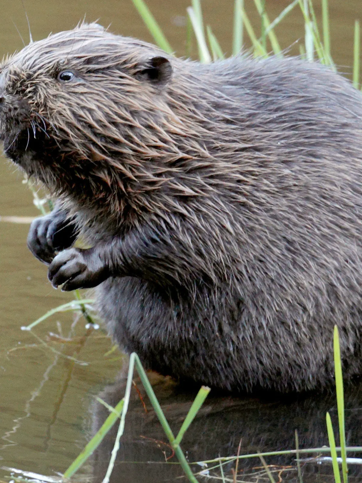 ARCHIV - 15.07.2009, Düren: Ein Biber sitzt im Wasser. Nach der Rückkehr des Bibers in Hessen nimmt der Bestand immer weiter zu, wie Naturschützer hocherfreut beobachten. Naturschutzbehörden haben 2022 hessenweit rund 40 Fälle mutwilliger Zerstörung von Biberbauten registriert. Das geht aus einer Antwort des Umweltministeriums in Wiesbaden auf eine parlamentarische Anfrage der SPD-Landtagsfraktion hervor. (zu dpa: «Immer wieder werden Biberbauten mutwillig zerstört») Foto: Felix Heyder/dpa +++ dpa-Bildfunk +++