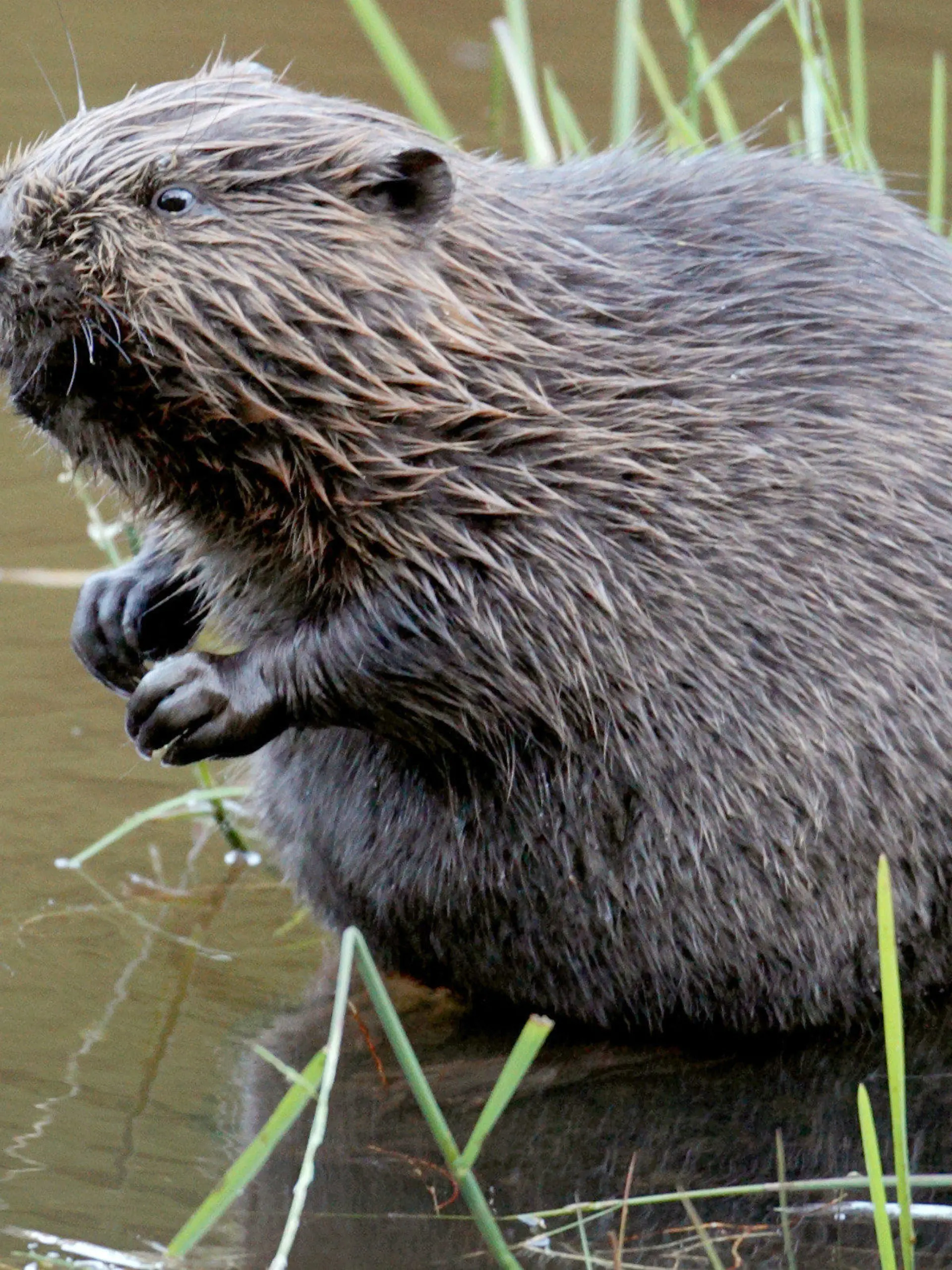 ARCHIV - 15.07.2009, Düren: Ein Biber sitzt im Wasser. Nach der Rückkehr des Bibers in Hessen nimmt der Bestand immer weiter zu, wie Naturschützer hocherfreut beobachten. Naturschutzbehörden haben 2022 hessenweit rund 40 Fälle mutwilliger Zerstörung von Biberbauten registriert. Das geht aus einer Antwort des Umweltministeriums in Wiesbaden auf eine parlamentarische Anfrage der SPD-Landtagsfraktion hervor. (zu dpa: «Immer wieder werden Biberbauten mutwillig zerstört») Foto: Felix Heyder/dpa +++ dpa-Bildfunk +++
