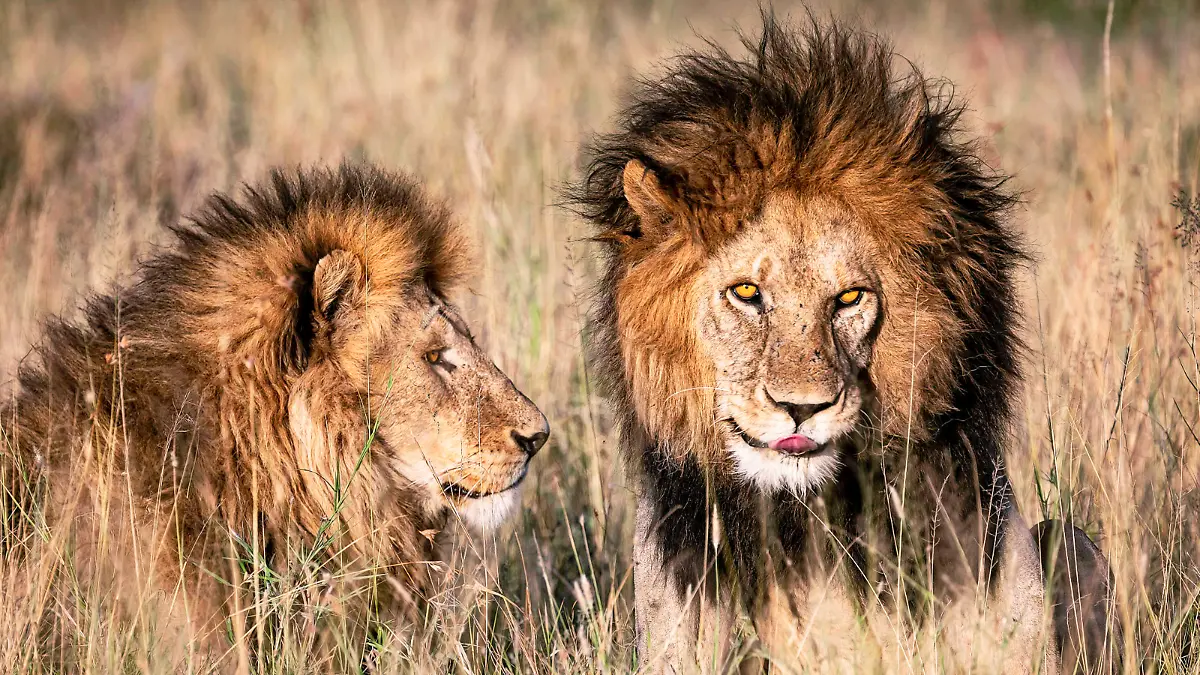 Creative Tanzania wildlife pictures