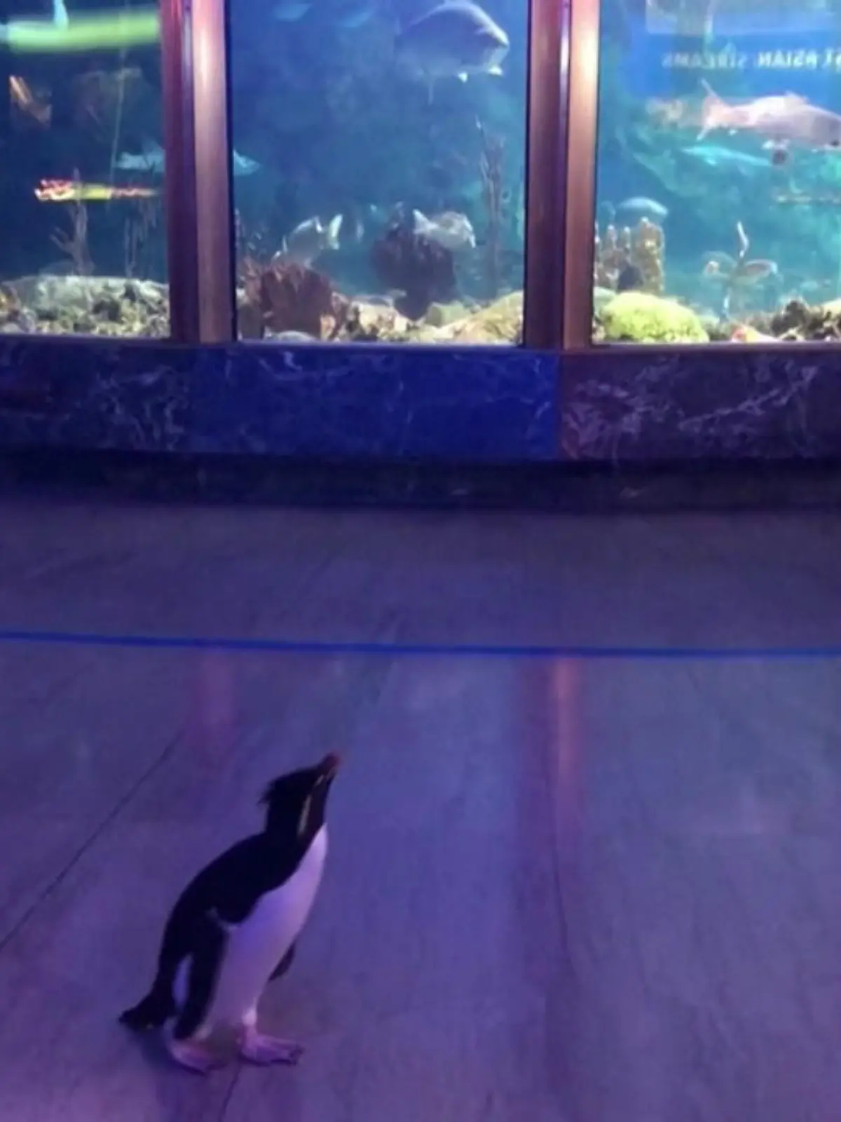 Bild zu: "Zoo Chicago: Pinguine haben sturmfrei"