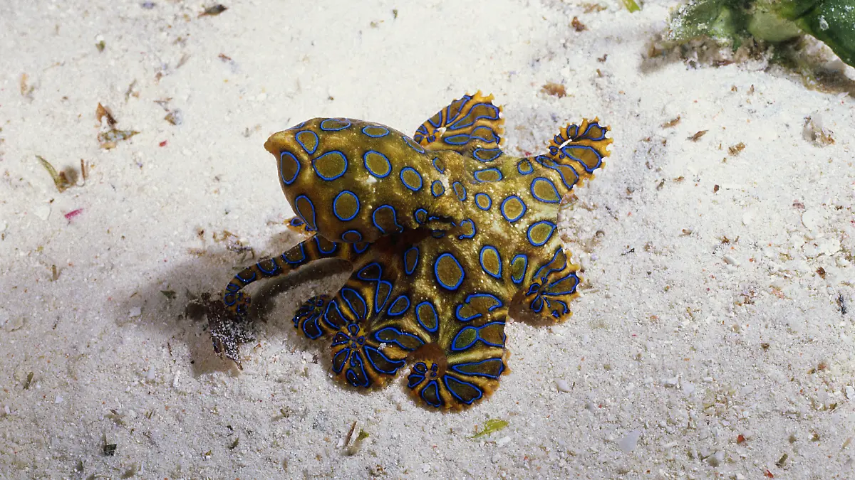 Blue Ringed Octopus, Mabul Island, Malaysia