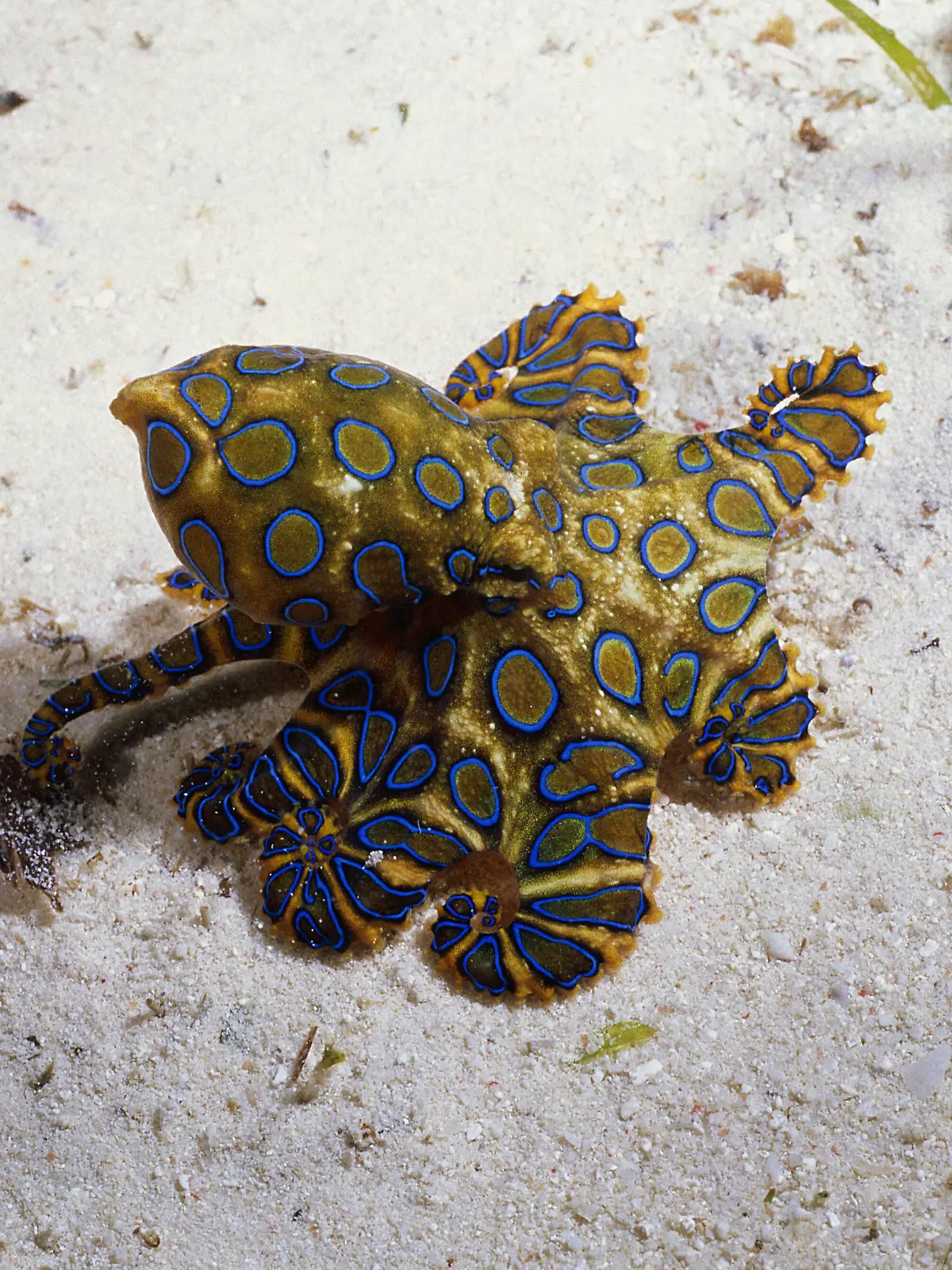 Blue Ringed Octopus, Mabul Island, Malaysia