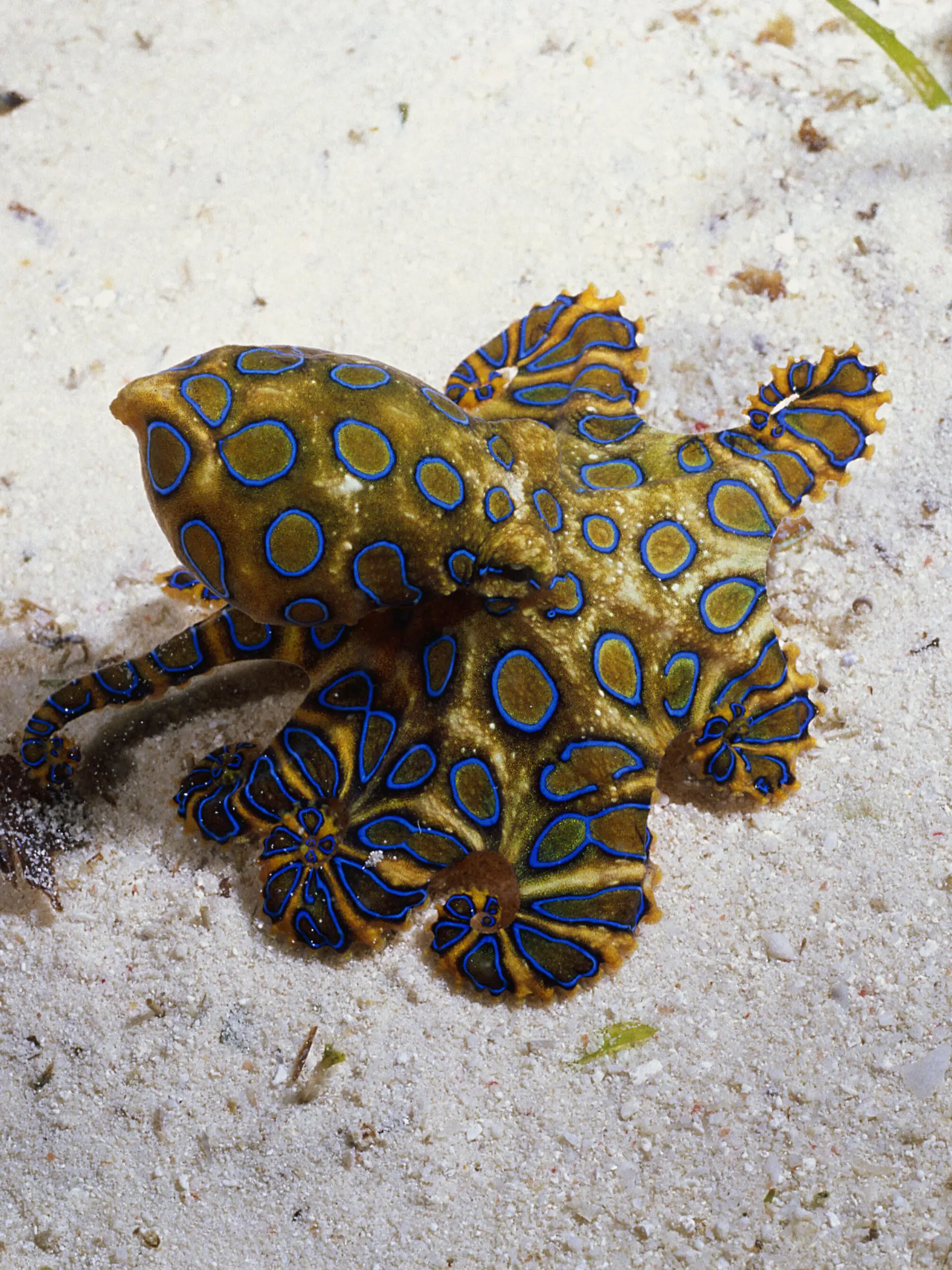 Blue Ringed Octopus, Mabul Island, Malaysia