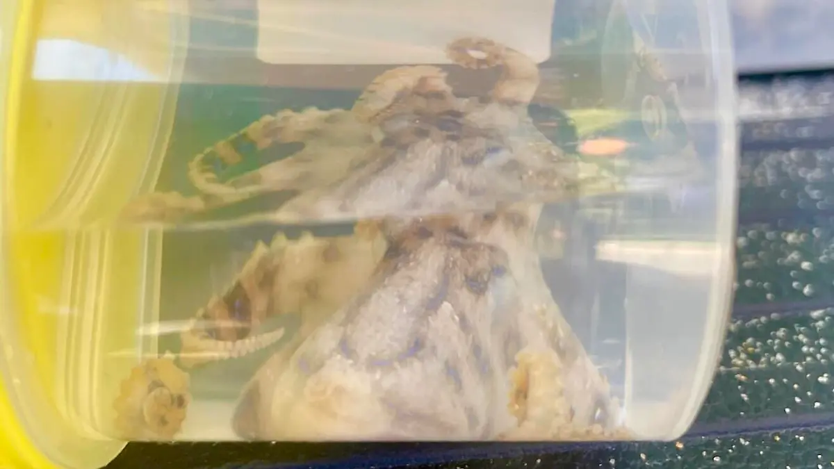Der hochgiftige Blaugeringelte Kraken konnte von den Rettungskräften gefangen werden.