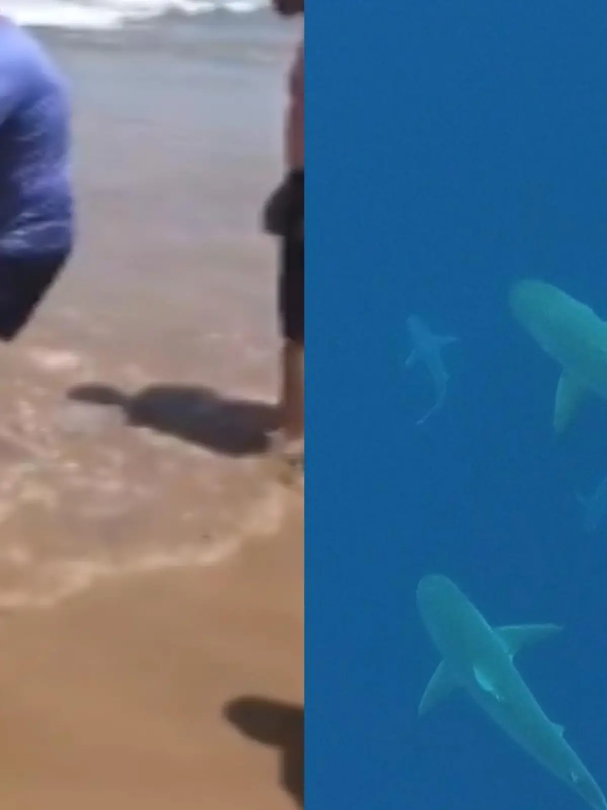 Bei einem Hai-Angriff im brasilianischen Jaboatao dos Guararapes hat eine 15-Jährige ihren linken Arm verloren. Das Mädchen wurde im Wasser attackiert und konnte anschließend nur mit Hilfe von Passanten das Wasser lebendig verlassen.