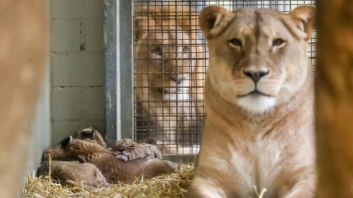 13.02.2020, Sachsen, Leipzig: Die fünf Löwenbabys zeigen sich, bewacht von Mutter Kigali und Vater Majo, erstmals den Besuchern. Noch zögerlich aber mit viel Neugierde folgten die zwei Kater und drei Katzen ihrer Mutter. Die am 25. und 26. Dezember 2019 geborenen Fünflinge haben sich gut entwickelt und beginnen, erste kleine Fleischportionen zu fressen. Das Gewicht der Tiere liegt zwischen vier und sechs Kilogramm. Vater Majo habe die Fünflinge bislang nur durch ein Sichtgitter in Augenschein nehmen können. Die Zusammenführung des Rudeln werde noch etwas dauern. Die Jungtiere sollen sich zunächst an die Schauanlage gewöhnen und weiter wachsen. Foto: Jan Woitas/dpa-Zentralbild/dpa +++ dpa-Bildfunk +++