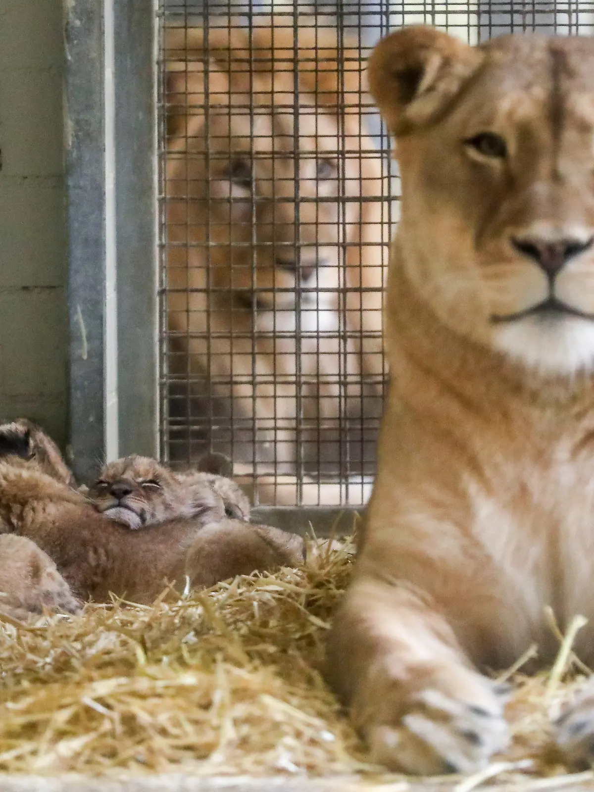 13.02.2020, Sachsen, Leipzig: Die fünf Löwenbabys zeigen sich, bewacht von Mutter Kigali und Vater Majo, erstmals den Besuchern. Noch zögerlich aber mit viel Neugierde folgten die zwei Kater und drei Katzen ihrer Mutter. Die am 25. und 26. Dezember 2019 geborenen Fünflinge haben sich gut entwickelt und beginnen, erste kleine Fleischportionen zu fressen. Das Gewicht der Tiere liegt zwischen vier und sechs Kilogramm. Vater Majo habe die Fünflinge bislang nur durch ein Sichtgitter in Augenschein nehmen können. Die Zusammenführung des Rudeln werde noch etwas dauern. Die Jungtiere sollen sich zunächst an die Schauanlage gewöhnen und weiter wachsen. Foto: Jan Woitas/dpa-Zentralbild/dpa +++ dpa-Bildfunk +++
