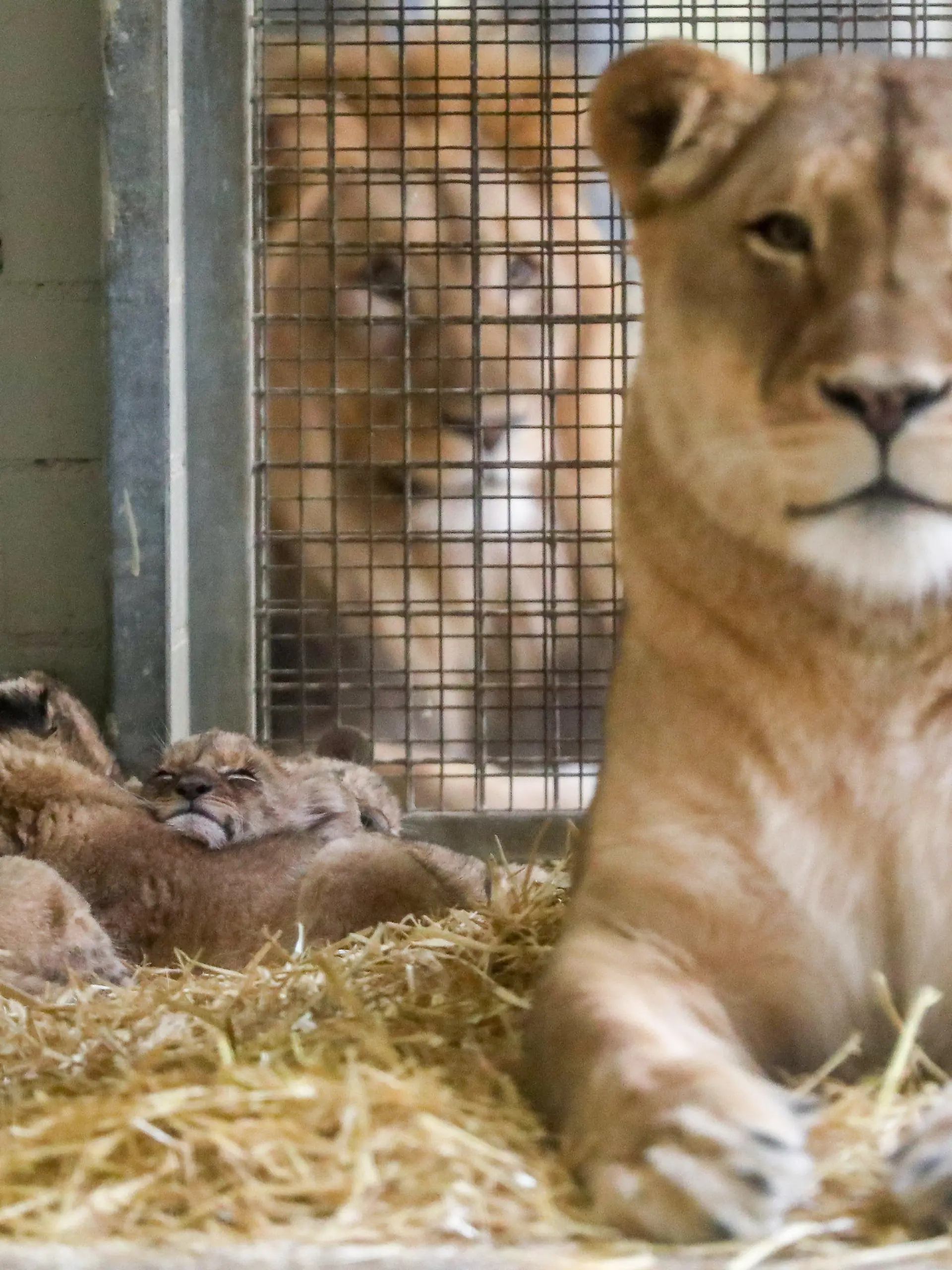 13.02.2020, Sachsen, Leipzig: Die fünf Löwenbabys zeigen sich, bewacht von Mutter Kigali und Vater Majo, erstmals den Besuchern. Noch zögerlich aber mit viel Neugierde folgten die zwei Kater und drei Katzen ihrer Mutter. Die am 25. und 26. Dezember 2019 geborenen Fünflinge haben sich gut entwickelt und beginnen, erste kleine Fleischportionen zu fressen. Das Gewicht der Tiere liegt zwischen vier und sechs Kilogramm. Vater Majo habe die Fünflinge bislang nur durch ein Sichtgitter in Augenschein nehmen können. Die Zusammenführung des Rudeln werde noch etwas dauern. Die Jungtiere sollen sich zunächst an die Schauanlage gewöhnen und weiter wachsen. Foto: Jan Woitas/dpa-Zentralbild/dpa +++ dpa-Bildfunk +++