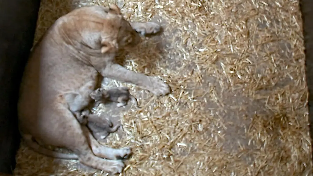 HANDOUT - 05.08.2019, Sachsen, Leipzig: Die beiden Löwenjungtiere trinken bei der Löwin Kigali. (zu dpa «Löwenbabys und Orang-Utan-Mädchen im Leipziger Zoo geboren») Foto: ---/Zoo Leipzig/dpa - ACHTUNG: Nur zur redaktionellen Verwendung im Zusammenhang mit der aktuellen Berichterstattung und nur mit vollständiger Nennung des vorstehenden Credits +++ dpa-Bildfunk +++