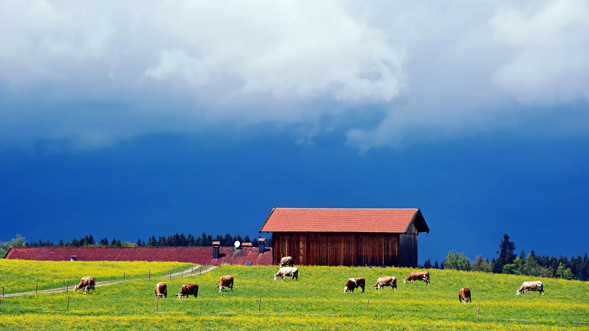 Kühe weiden im Sonnenlicht vor einer Scheune am 13.05.2014 bei Bad Tölz (Bayern) unter dunklen Wolken. Foto: Nicolas Armer/dpa +++(c) dpa - Bildfunk+++