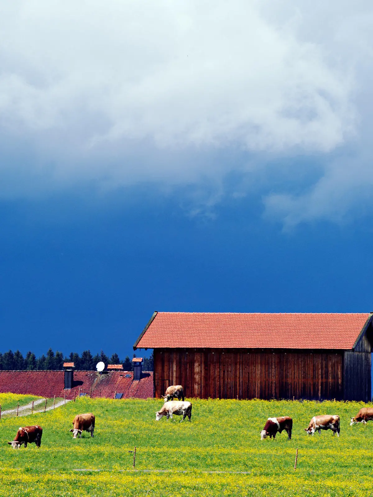 Kühe weiden im Sonnenlicht vor einer Scheune am 13.05.2014 bei Bad Tölz (Bayern) unter dunklen Wolken. Foto: Nicolas Armer/dpa +++(c) dpa - Bildfunk+++