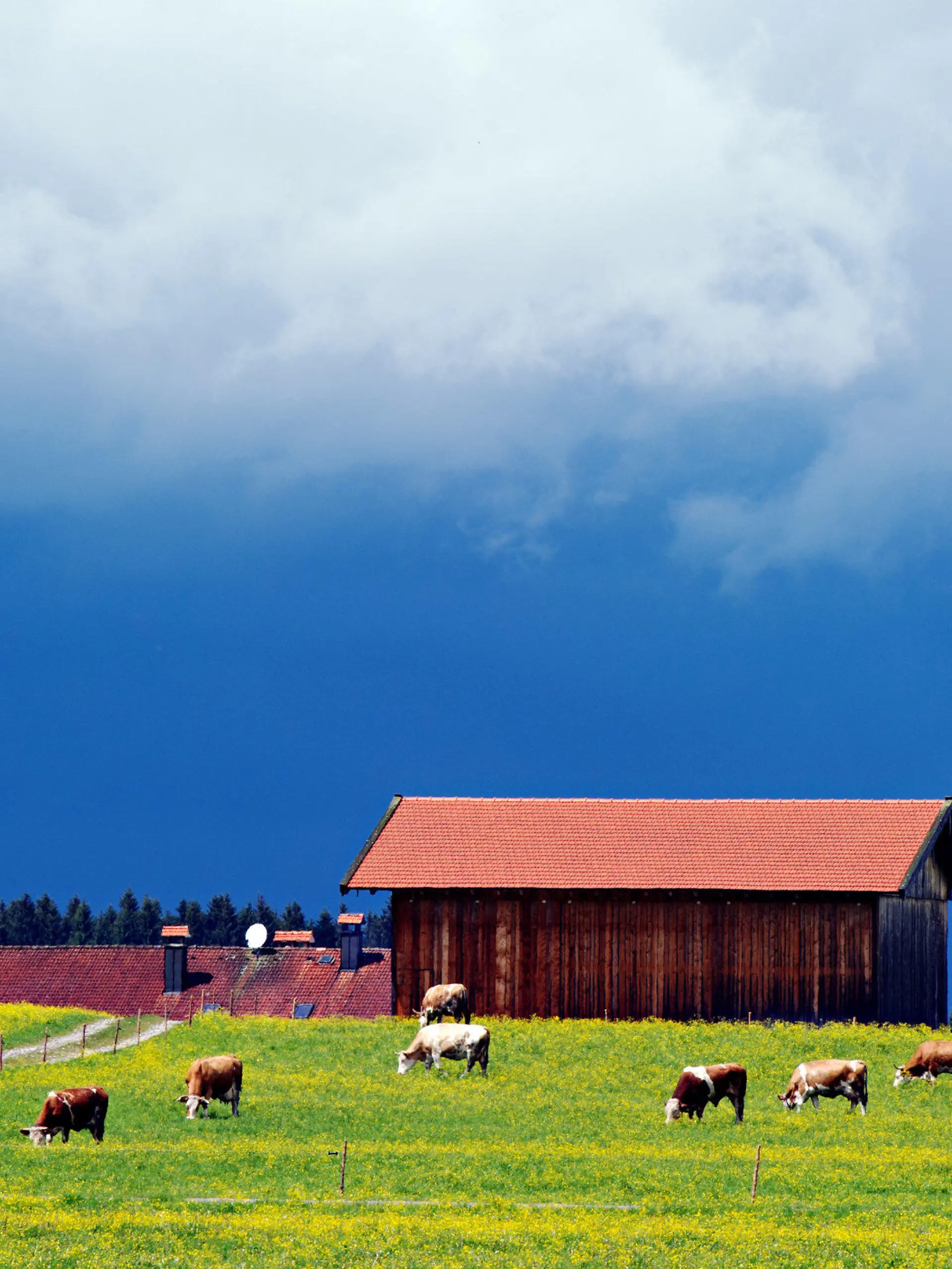 Kühe weiden im Sonnenlicht vor einer Scheune am 13.05.2014 bei Bad Tölz (Bayern) unter dunklen Wolken. Foto: Nicolas Armer/dpa +++(c) dpa - Bildfunk+++
