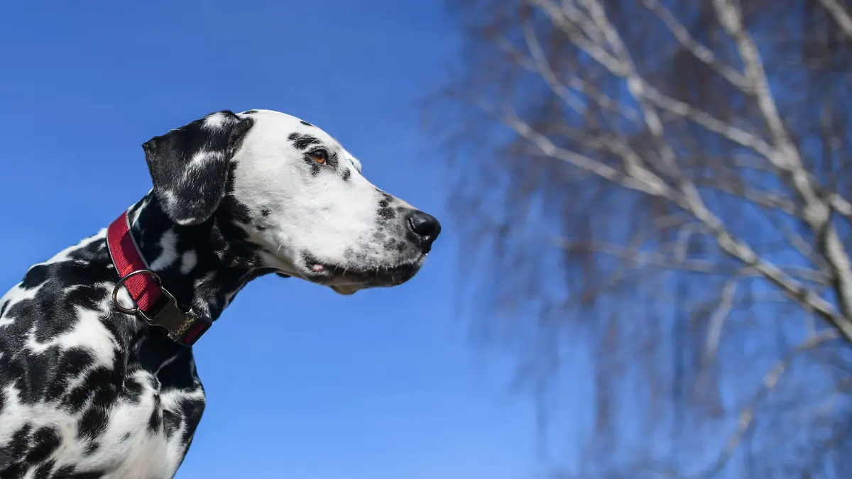 ARCHIV - 11.03.2018, Brandenburg, Lebus: Ein Dalmatiner sitzt auf einer Wiese vor dem blauen Himmel und wartet auf sein Herrchen. (zu dpa: «Rüde beißt Vierjährigem Ohr ab - Hundehalterin erneut vor Gericht») Foto: Patrick Pleul/dpa +++ dpa-Bildfunk +++