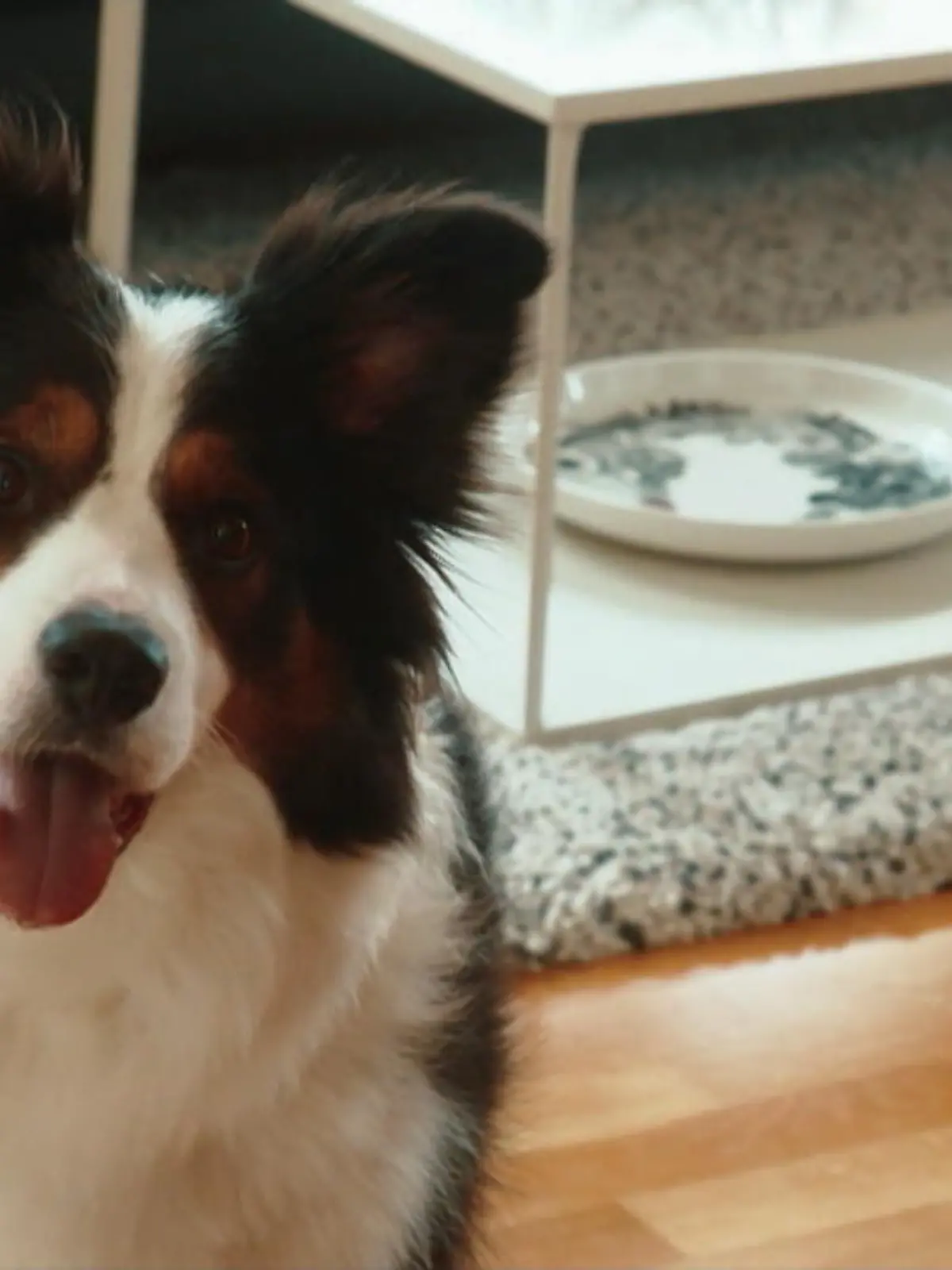 Bild zu: "Whiskey - der schlauste Hund der Welt"
