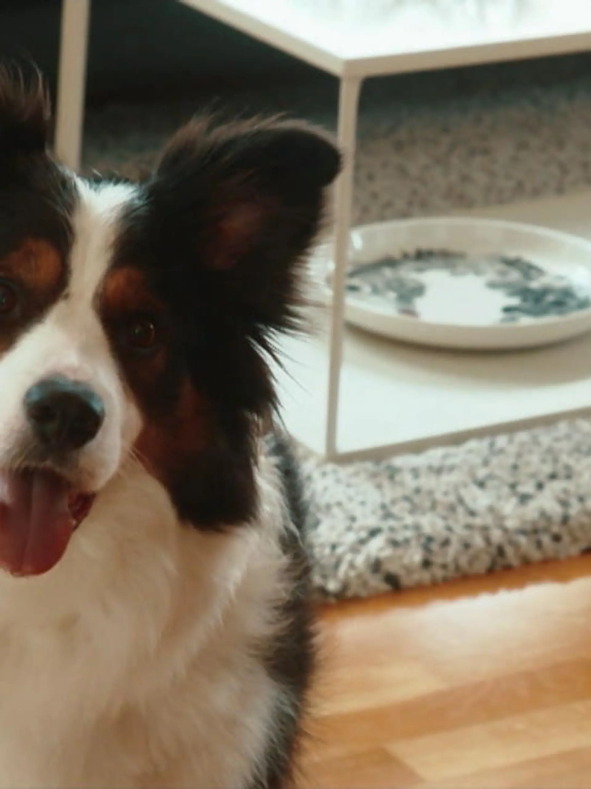 Bild zu: "Whiskey - der schlauste Hund der Welt"