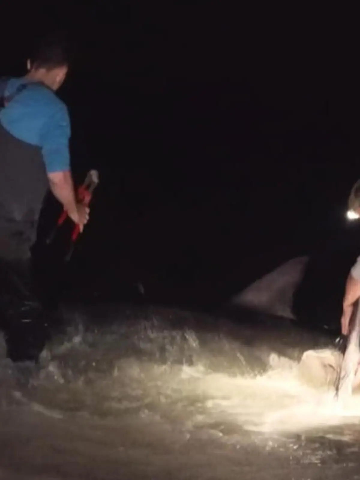 Ein richtiger Monsterfang! Noch ahnten die Angler aus dem US-Bundesstaat Alabama nicht, was sie da am Haken haben: Einen Weißen Hai! Wir zeigen den Moment im Video.