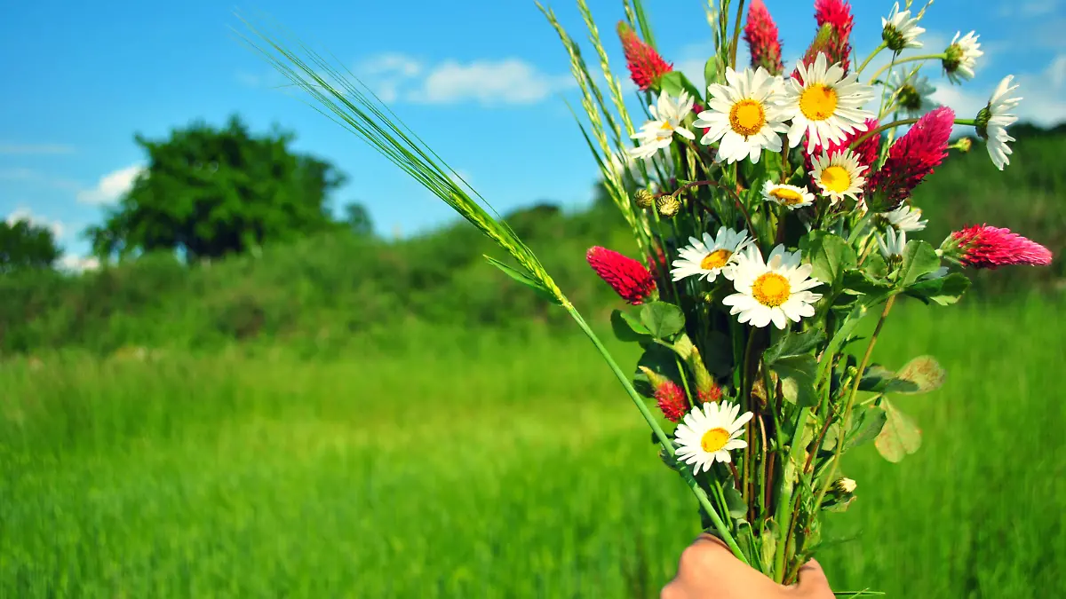 Fresh picked summer flowers bouquet picked from field. Holding a hand. Beautiful wildflowers chamomile and red clover Shot with Nikon D3000, ISO 100, f/5
