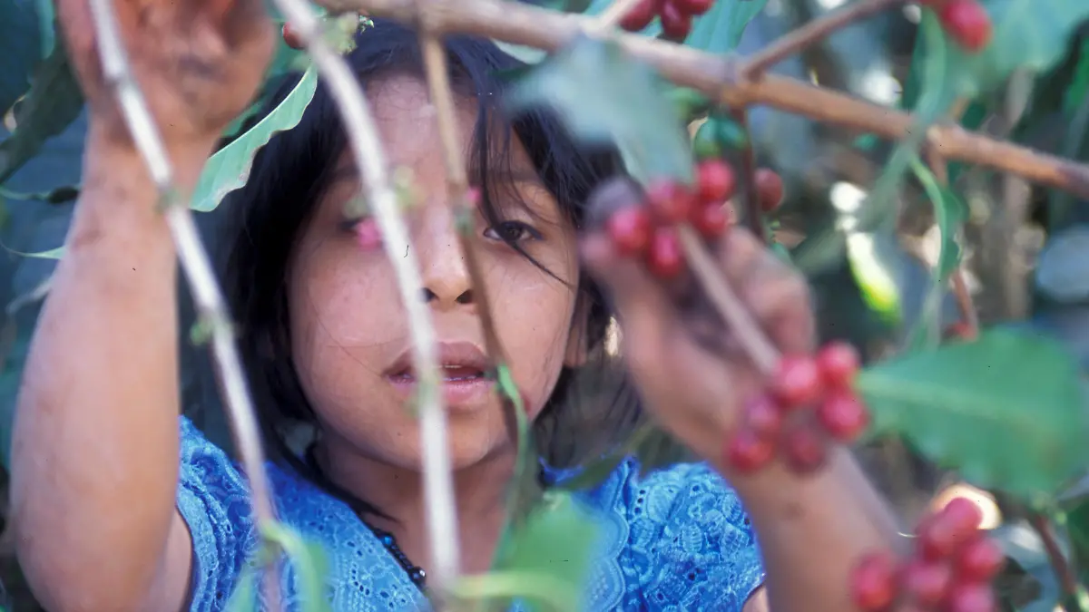 a coffee plantation neat the city of Antigua in Guatemala in central America.