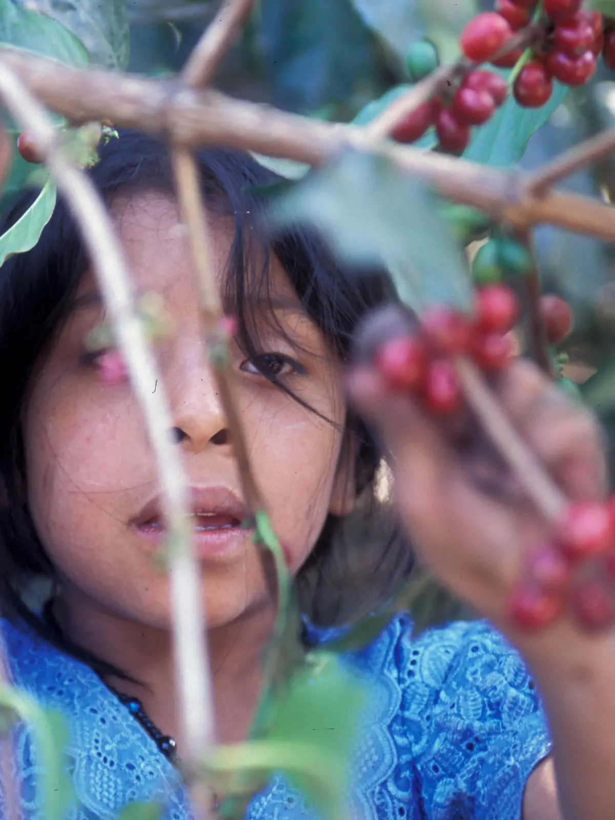 a coffee plantation neat the city of Antigua in Guatemala in central America.