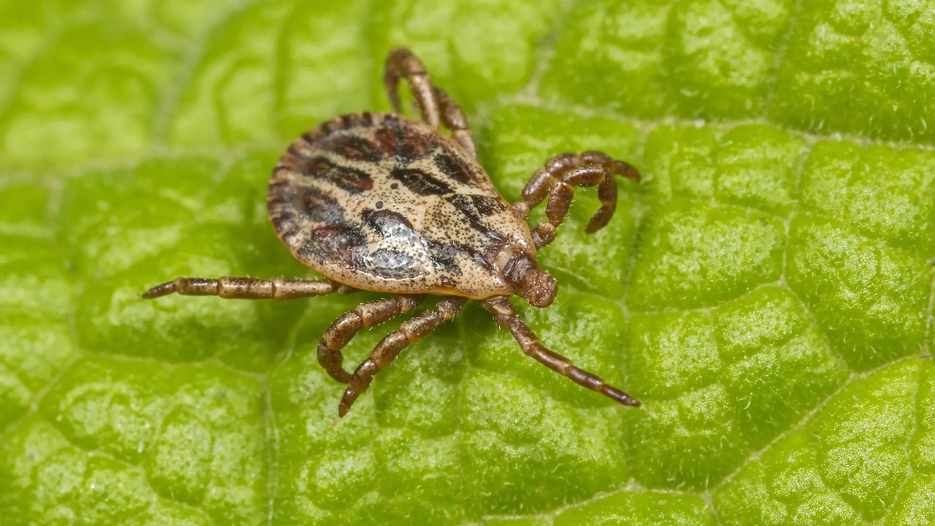 Marschzecke, Marsch-Zecke, Auwaldzecke, Auwald-Zecke (Dermacentor reticulatus), Maennchen sitzt auf einem Blatt, Deutschland | marsh tick (Dermacentor reticulatus), male sitting on a leaf, Germany | Verwendung weltweit