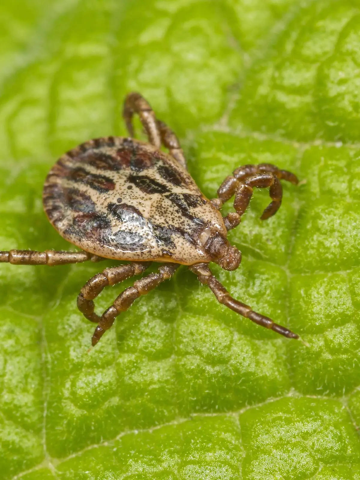 Marschzecke, Marsch-Zecke, Auwaldzecke, Auwald-Zecke (Dermacentor reticulatus), Maennchen sitzt auf einem Blatt, Deutschland | marsh tick (Dermacentor reticulatus), male sitting on a leaf, Germany | Verwendung weltweit