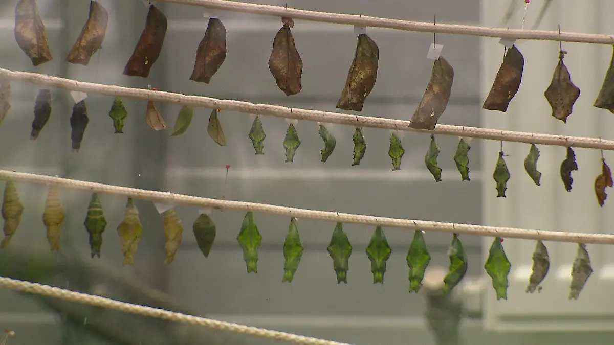 Je nach Art sehen die Kokons ganz unterschiedlich aus.