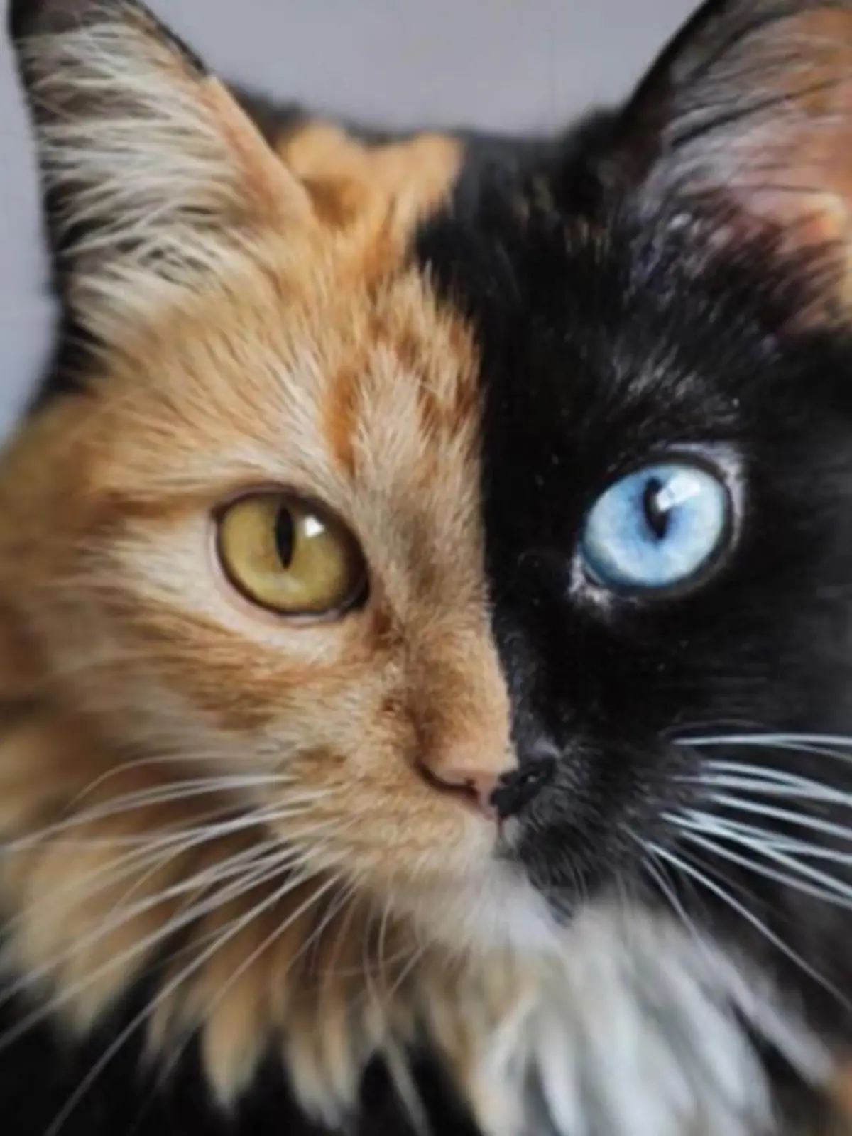 Bild zu: "Diese Katze hat zwei Gesichter!"
