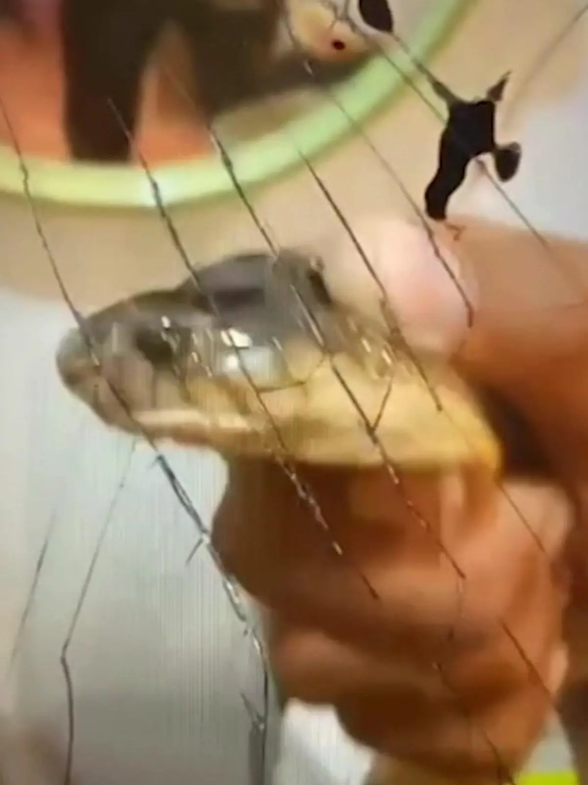 Bild zu: "Dafür bezahlt er mit seinem Leben! Killer-Kobra beißt Besitzer zu Tode"