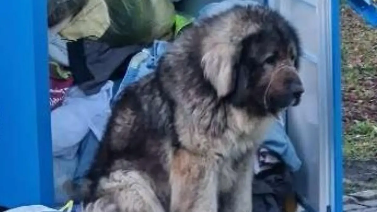 Der Herdenschutzhund wird verängstigt an einem Altkleidercontainer gefunden. Ob die Besitzer ihn aufgebrochen haben, dazu konnte die Polizei noch nichts sagen.