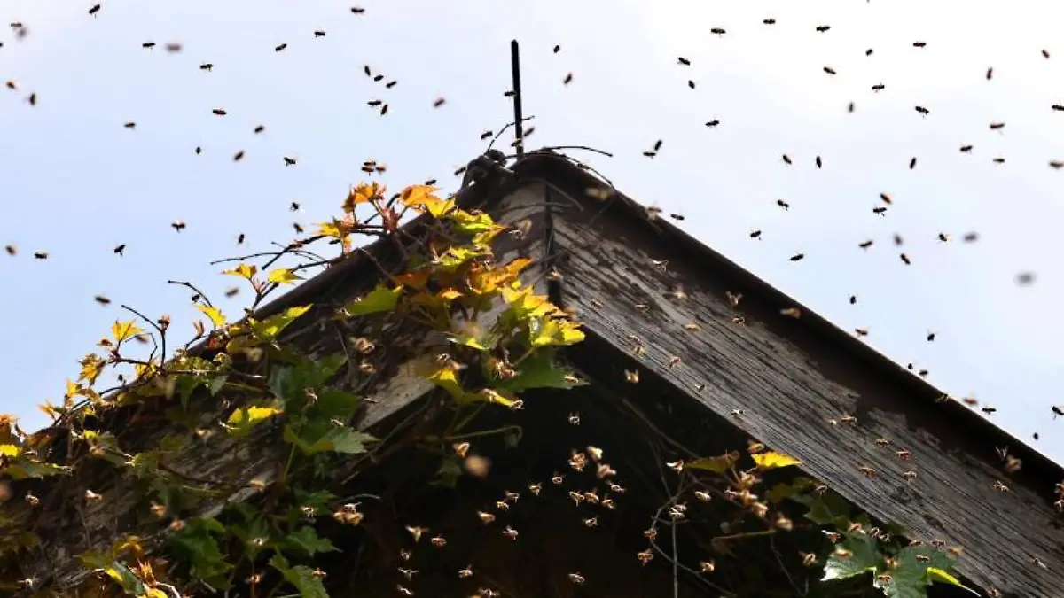 Ein Bienenschwarm umfliegt den Giebel eines Hauses.