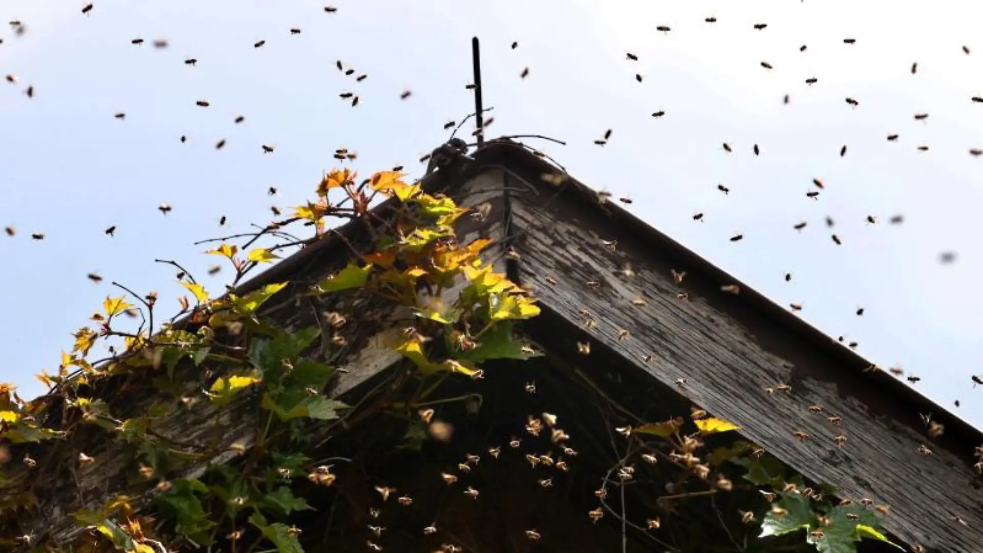 Ein Bienenschwarm umfliegt den Giebel eines Hauses.
