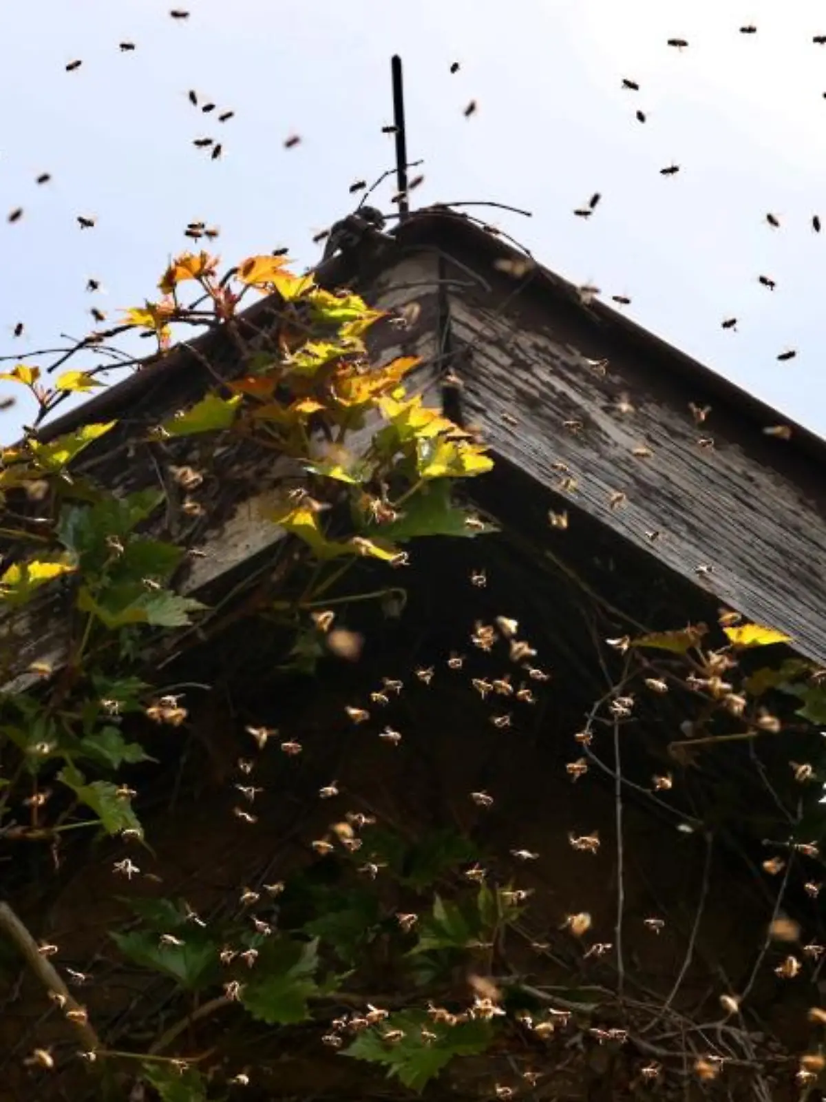 Ein Bienenschwarm umfliegt den Giebel eines Hauses.