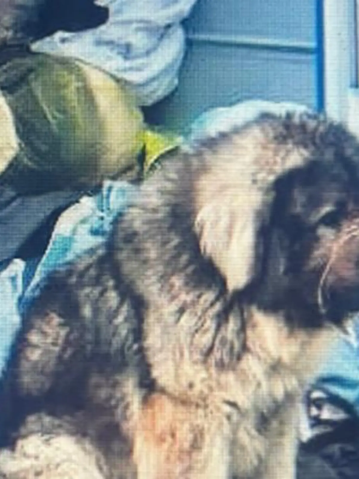 Der Herdenschutzhund wird verängstigt an einem Altkleidercontainer gefunden. Ob die Besitzer ihn aufgebrochen haben, dazu konnte die Polizei noch nichts sagen.
