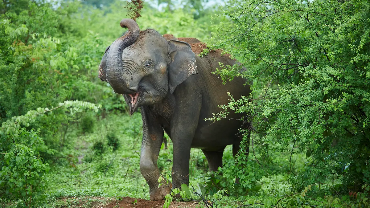 Portrait of Indian elephant throwing soil on his back, Udawalawe National Park, Sri Lanka PUBLICATIONxINxGERxSUIxAUTxHUNxONLY CVF01353