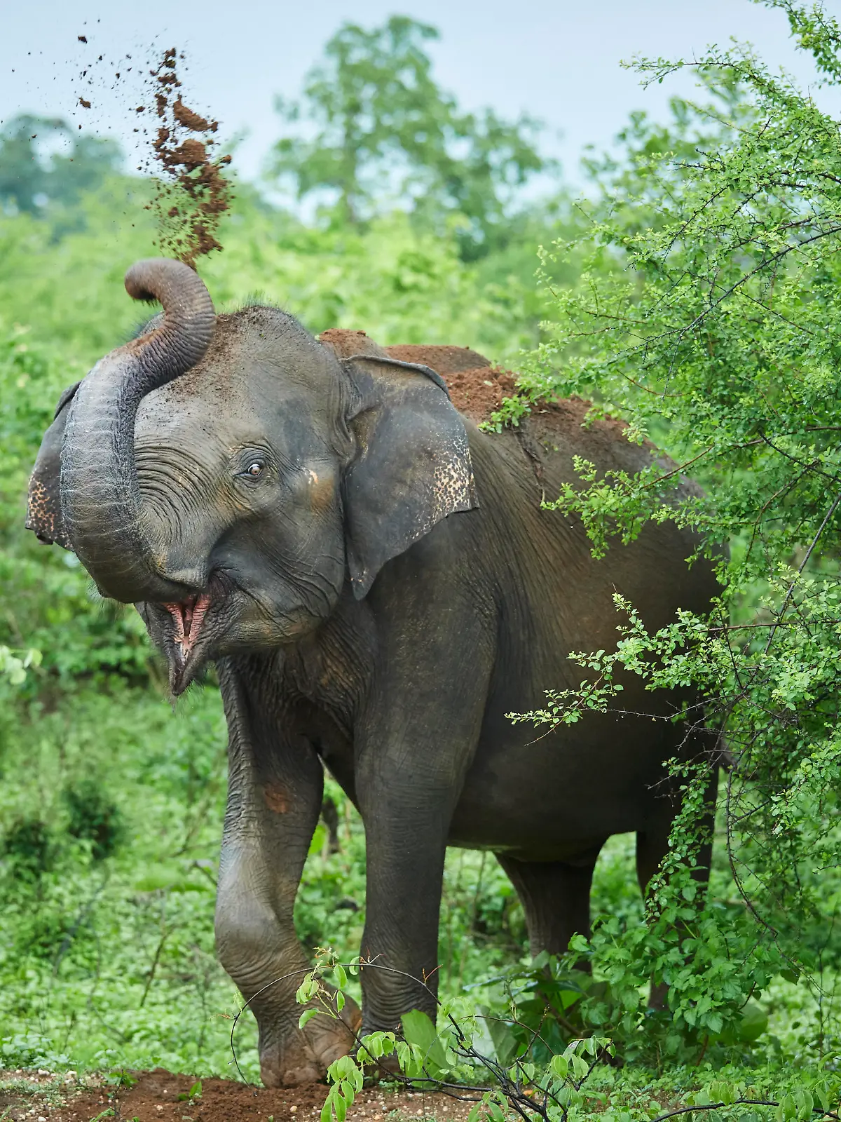 Portrait of Indian elephant throwing soil on his back, Udawalawe National Park, Sri Lanka PUBLICATIONxINxGERxSUIxAUTxHUNxONLY CVF01353