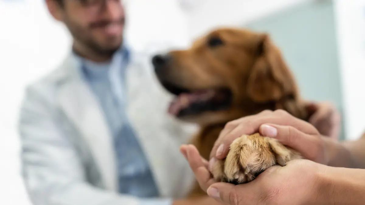 Milztumore finden wir überwiegend bei älteren Hunden im Alter von 8 – 10 Jahren.