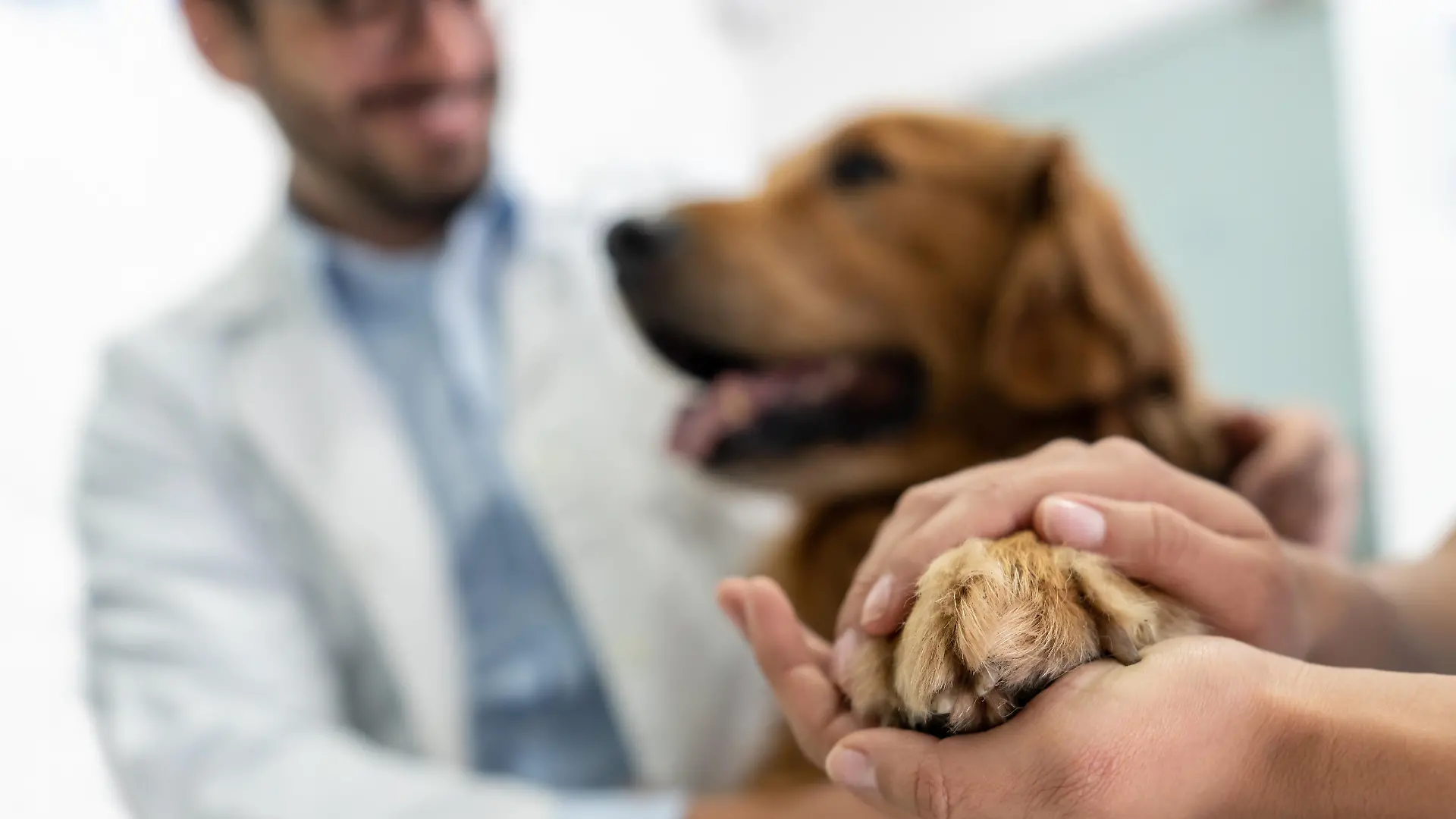 Milztumore finden wir überwiegend bei älteren Hunden im Alter von 8 – 10 Jahren.