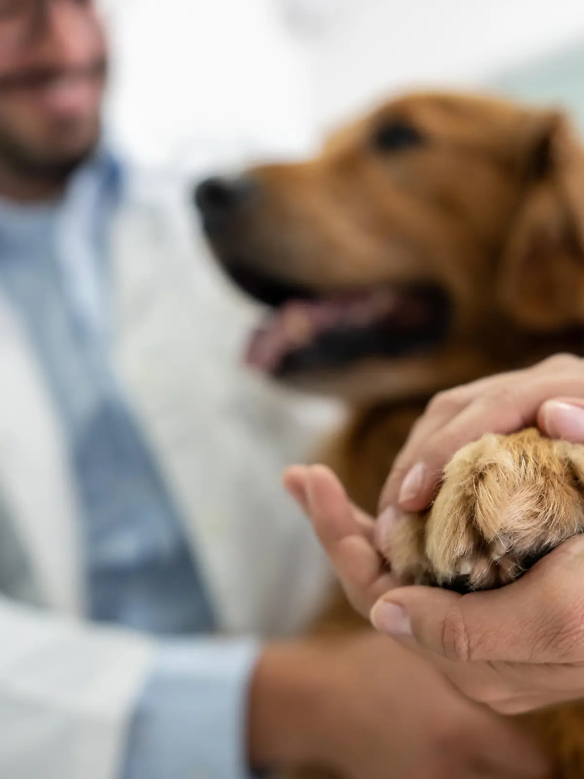 Milztumore finden wir überwiegend bei älteren Hunden im Alter von 8 – 10 Jahren.