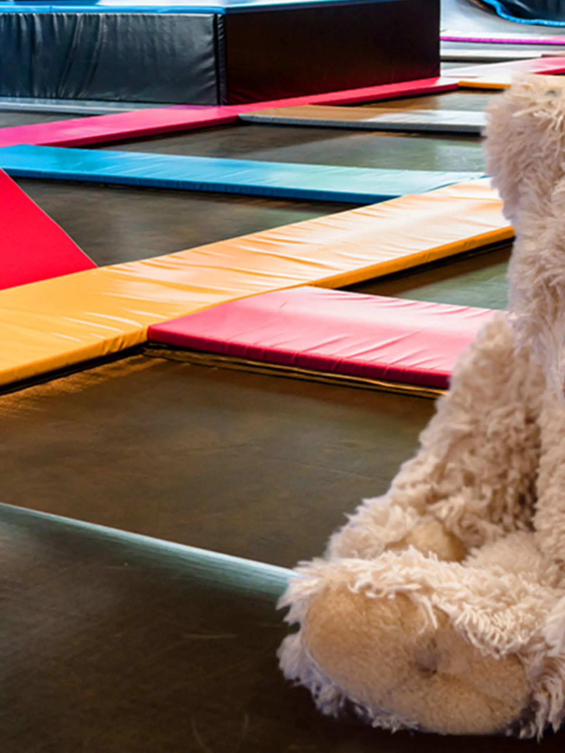 Teddybär auf Trampolin