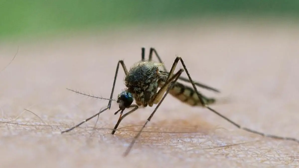 Eine Mücke saugt Blut aus dem Arm eines Mannes