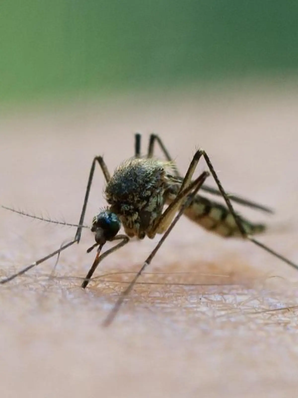 Eine Mücke saugt Blut aus dem Arm eines Mannes