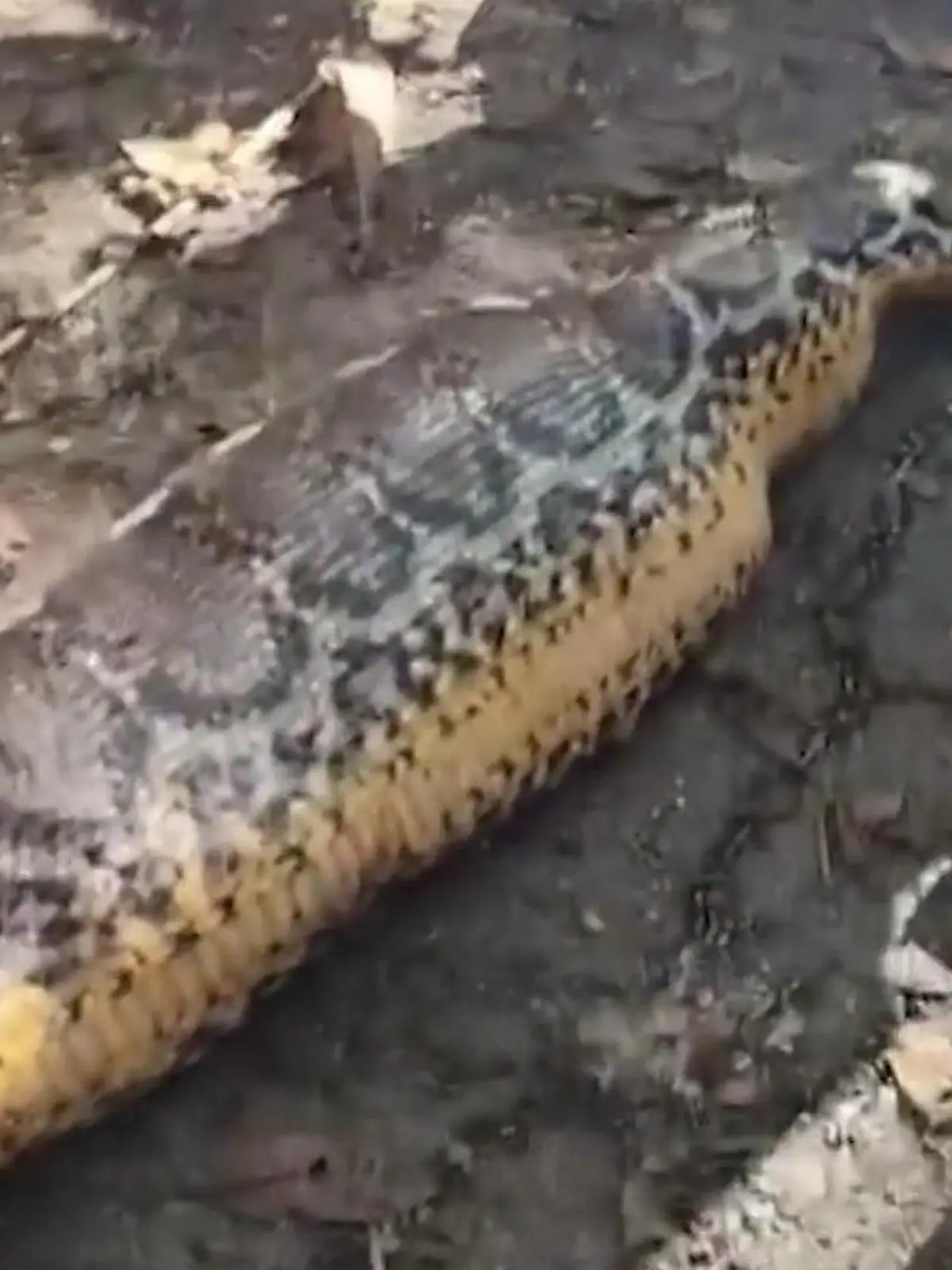 Bild zu: "Acht-Meter-Python frisst Opa (61) – Anwohner finden Leiche in Schlangenmagen"